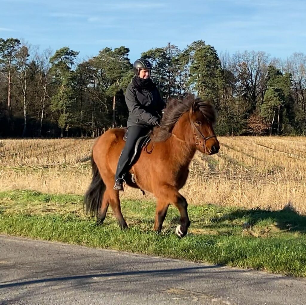 Islandpferd, Islandpferd töltert