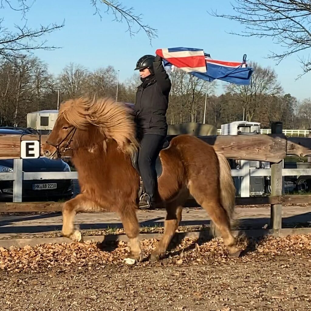 Islandpferd mit Islandflagge, Islandpferd mit Winterfell, Islandpferd Fuchs