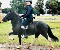 Lulu & Frú Happy Horse Owner Lulu & Frú Happy Horse Owner